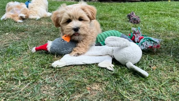 cuccioli havanese in cerca di nuova casa | Foto 1