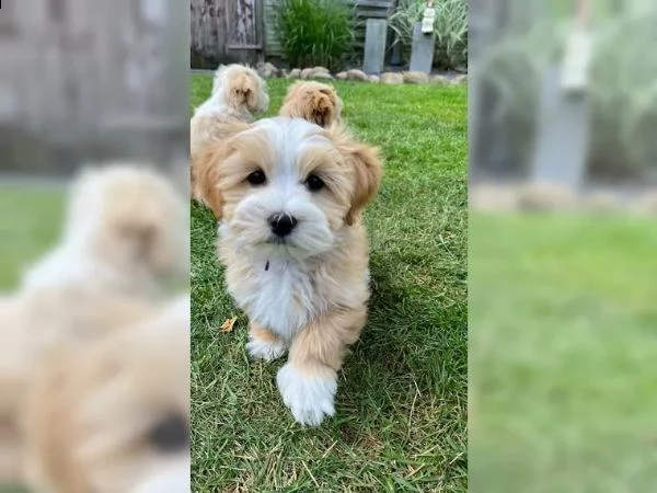 cuccioli havanese in cerca di nuova casa | Foto 0