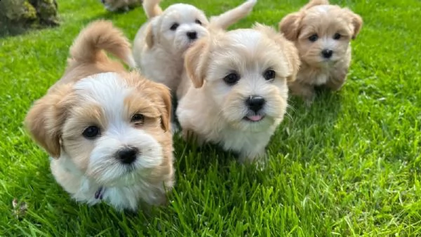 cuccioli havanese in cerca di nuova casa