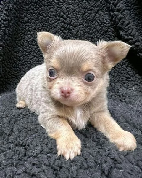 cucciolo di chihuahua carino e ben addestrato disponibile per il reinserimento in buone case