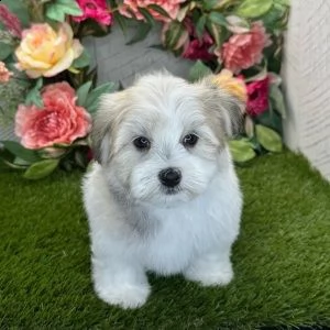 cuccioli havanese maschi e femmine con documenti