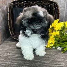 cuccioli maschi e femmine havanese .con documenti | Foto 1