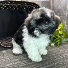 cuccioli maschi e femmine havanese .con documenti | Foto 0