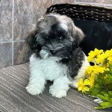 cuccioli maschi e femmine havanese .con documenti