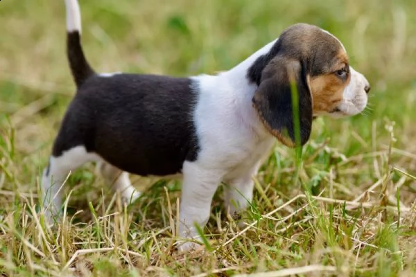 disponibili    cuccioli di beagle