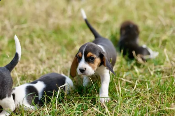 disponibili    cuccioli di beagle | Foto 2