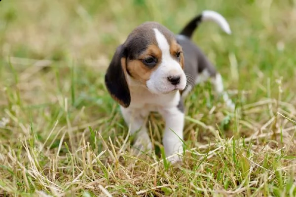 disponibili    cuccioli di beagle | Foto 1