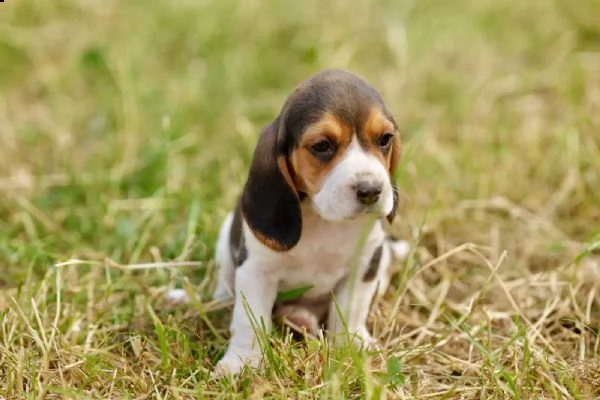 disponibili    cuccioli di beagle | Foto 0