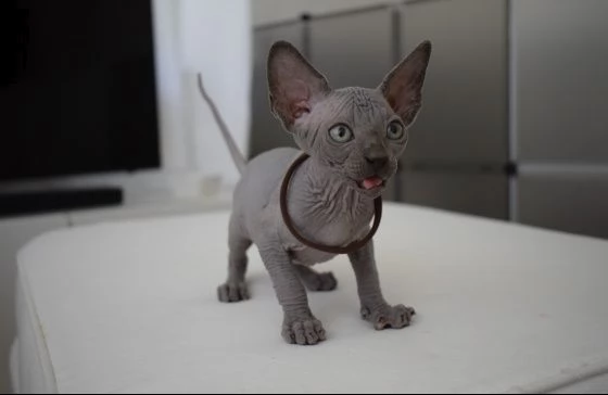  cucciolo sphynx - 