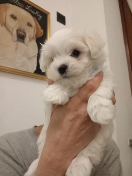 maltese mini toy!! | Foto 0