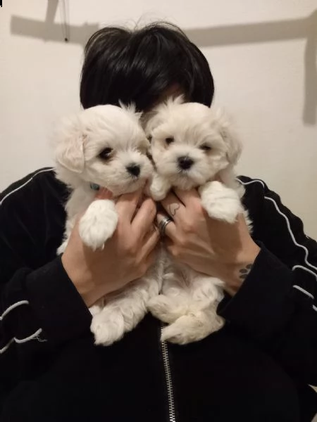 maltese mini toy!!