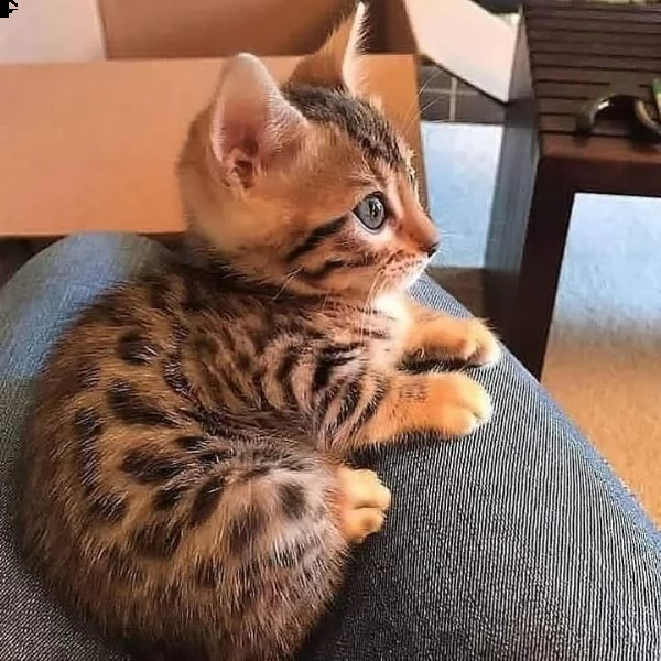 cuccioli bengal | Foto 0