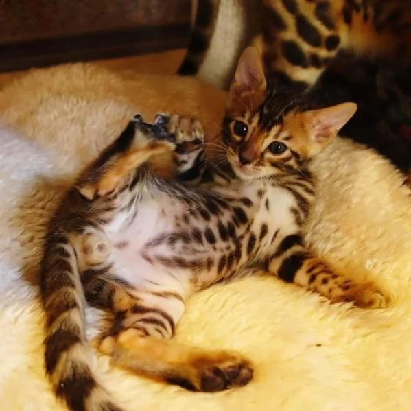 cuccioli bengal