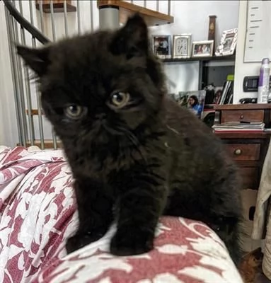 exotic shorthair