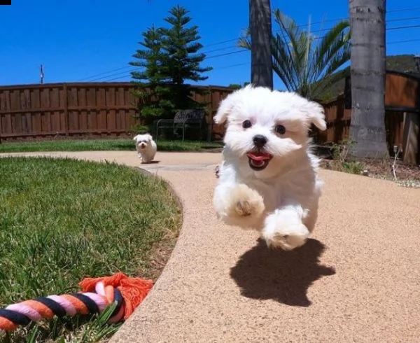 dolci e giocherelloni cuccioli di maltese in adozione