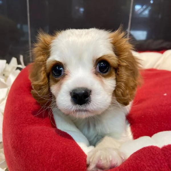  cuccioli di cavalier king  femminucce e maschietti per l'adozione gratuita 