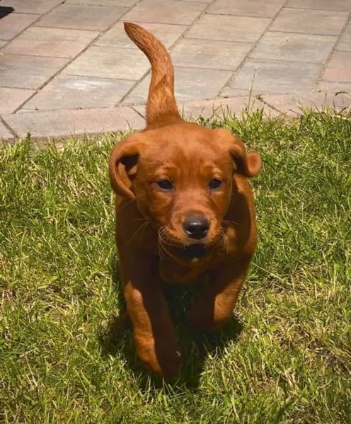 cucciolata di labrador pedigree vaccinati e sverminati dolcissimi | Foto 4