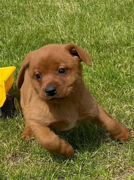 cucciolata di labrador pedigree vaccinati e sverminati dolcissimi