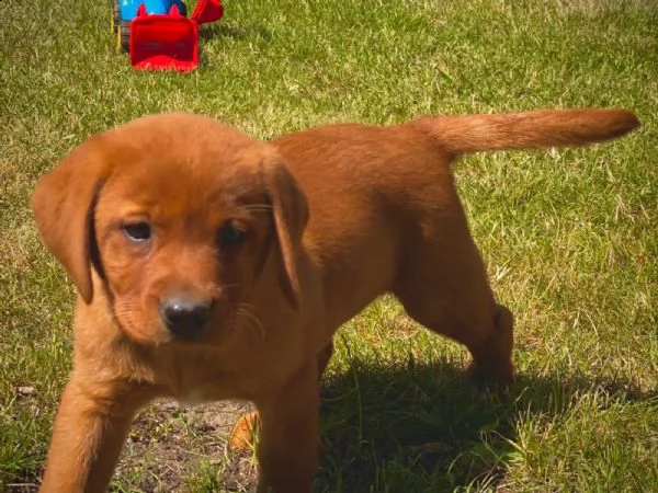 cucciolata di labrador pedigree vaccinati e sverminati dolcissimi | Foto 3