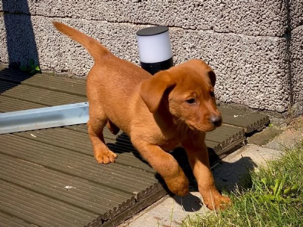 cucciolata di labrador pedigree vaccinati e sverminati dolcissimi | Foto 2