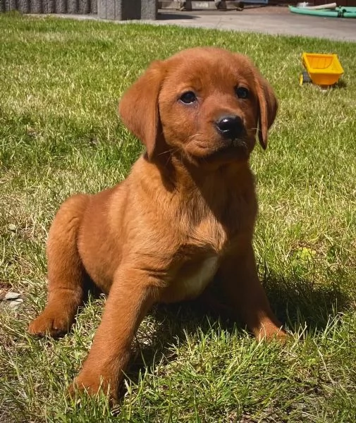 cucciolata di labrador pedigree vaccinati e sverminati dolcissimi | Foto 1