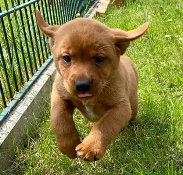 cucciolata di labrador pedigree vaccinati e sverminati dolcissimi | Foto 0