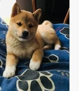 cuccioli di shiba inu