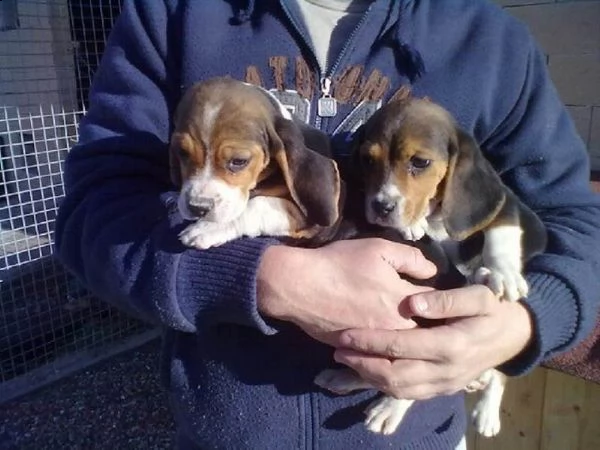 cuccioli di beagle socialmente addomesticati