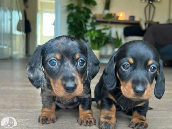 Splendidi cuccioli di bassotto | Foto 0