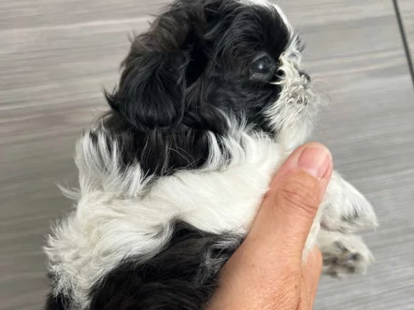 bellissimo cucciolo di shih tzu | Foto 2