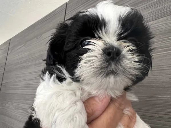 bellissimo cucciolo di shih tzu | Foto 1