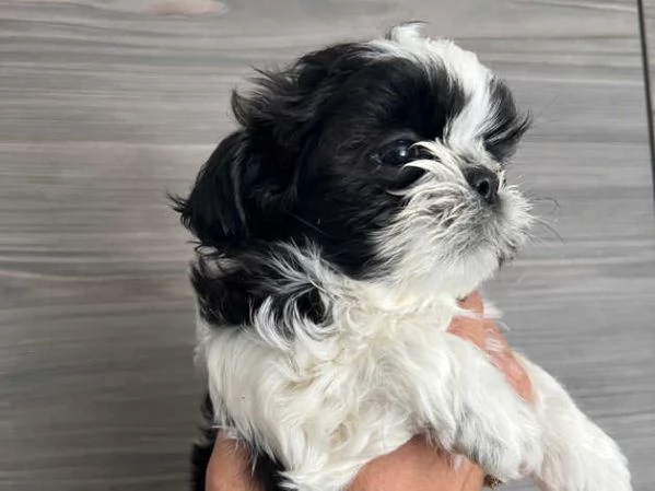 bellissimo cucciolo di shih tzu