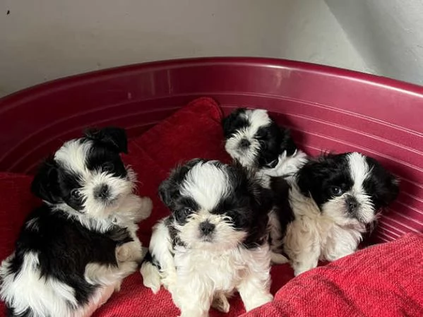 bellissimo cucciolo di shih tzu | Foto 0