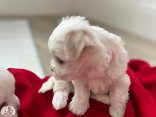 Maltesi cuccioli molto piccoli | Foto 3