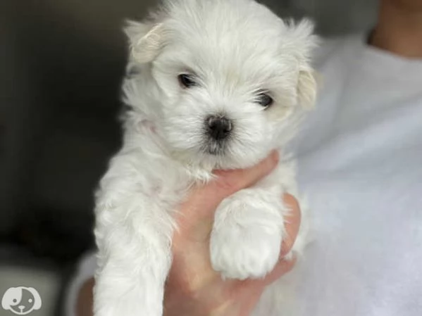 Maltesi cuccioli molto piccoli | Foto 0