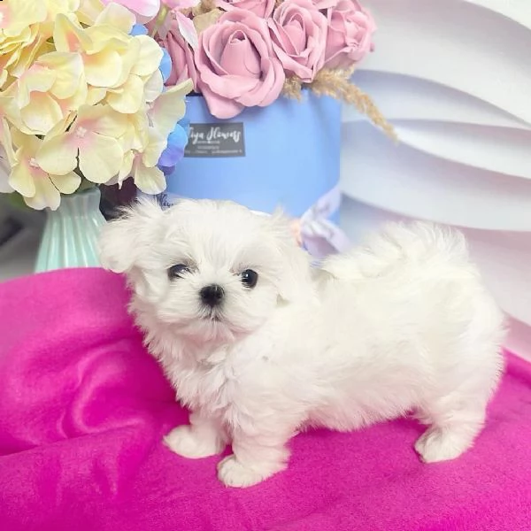 cuccioli di maltese maschio e femmina.