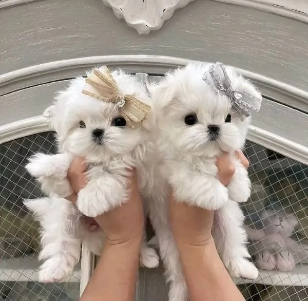 cuccioli di maltese maschio e femmina