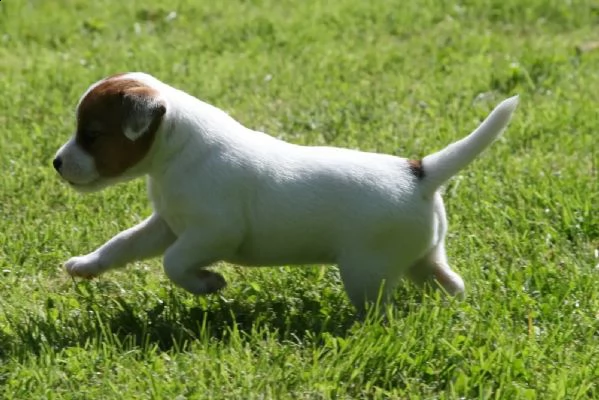 cuccioli di jack russel terrier con pedigree | Foto 4