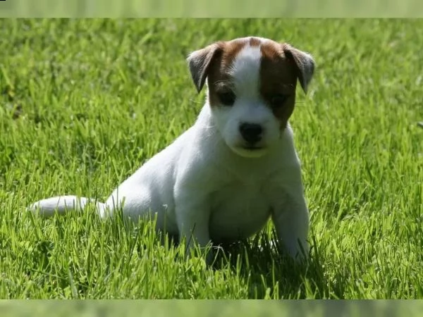 cuccioli di jack russel terrier con pedigree | Foto 3