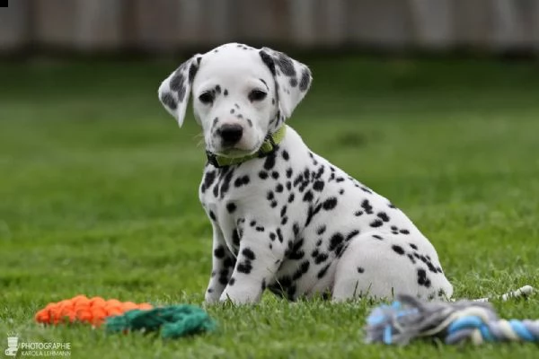 disponibili bellissimi cuccioli dalmata da prestig...