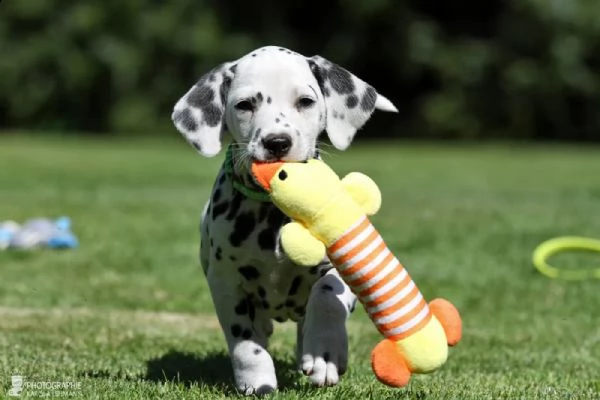 disponibili bellissimi cuccioli dalmata da prestig... | Foto 1