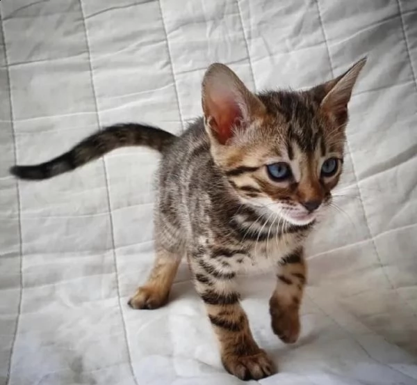 cuccioli bengal