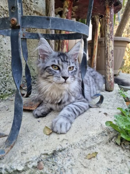 Allevamento Passion Lynx Maine Coon Bordighera  | Foto 5