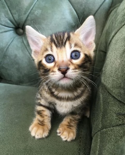 cuccioli bengal | Foto 0