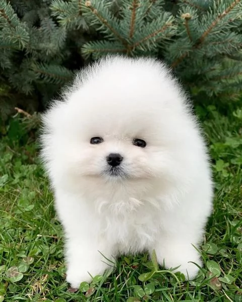 adorabili cuccioli di pomerania maschio e femmina | Foto 3