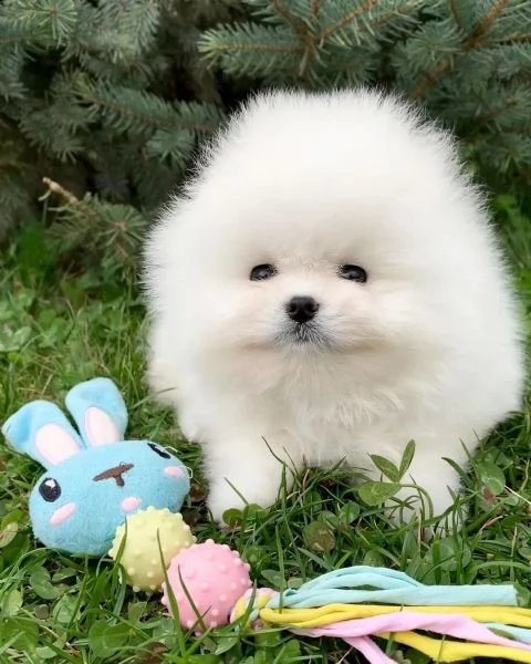 adorabili cuccioli di pomerania maschio e femmina | Foto 2