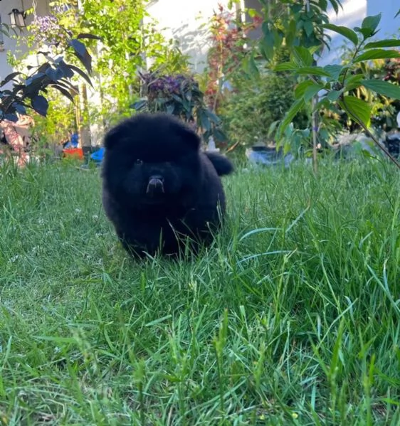 adorabili cuccioli di pomerania maschio e femmina | Foto 1