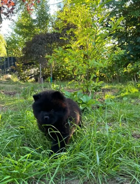 adorabili cuccioli di pomerania maschio e femmina