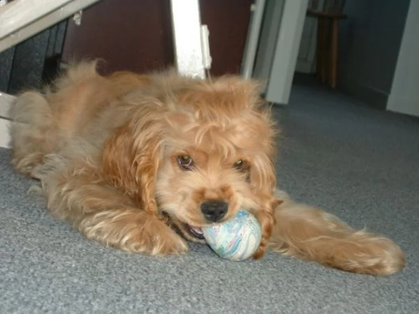 cuccioli di cocker spaniel 