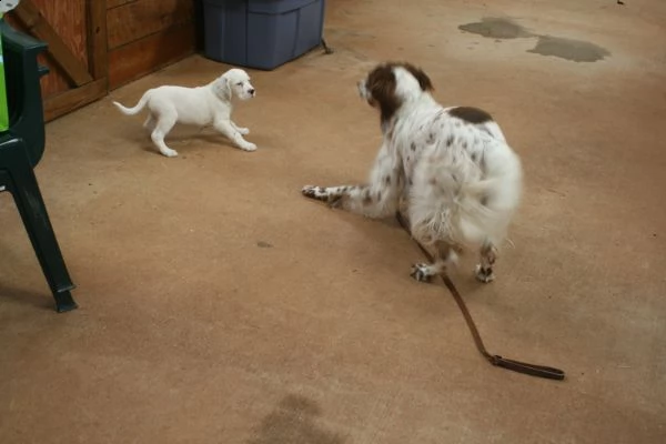 splendidi cuccioli setter inglese | Foto 0